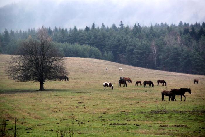 Agroturystyka Elzbieta I Juliusz Muszyna Extérieur photo